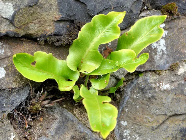 Hart's Tongue Fern (Asplenium Scolopendrium) — The Hart's Tongue Fern (Asplenium scolopendrium) is an evergreen perennial fern; thriving in USDA, image 126