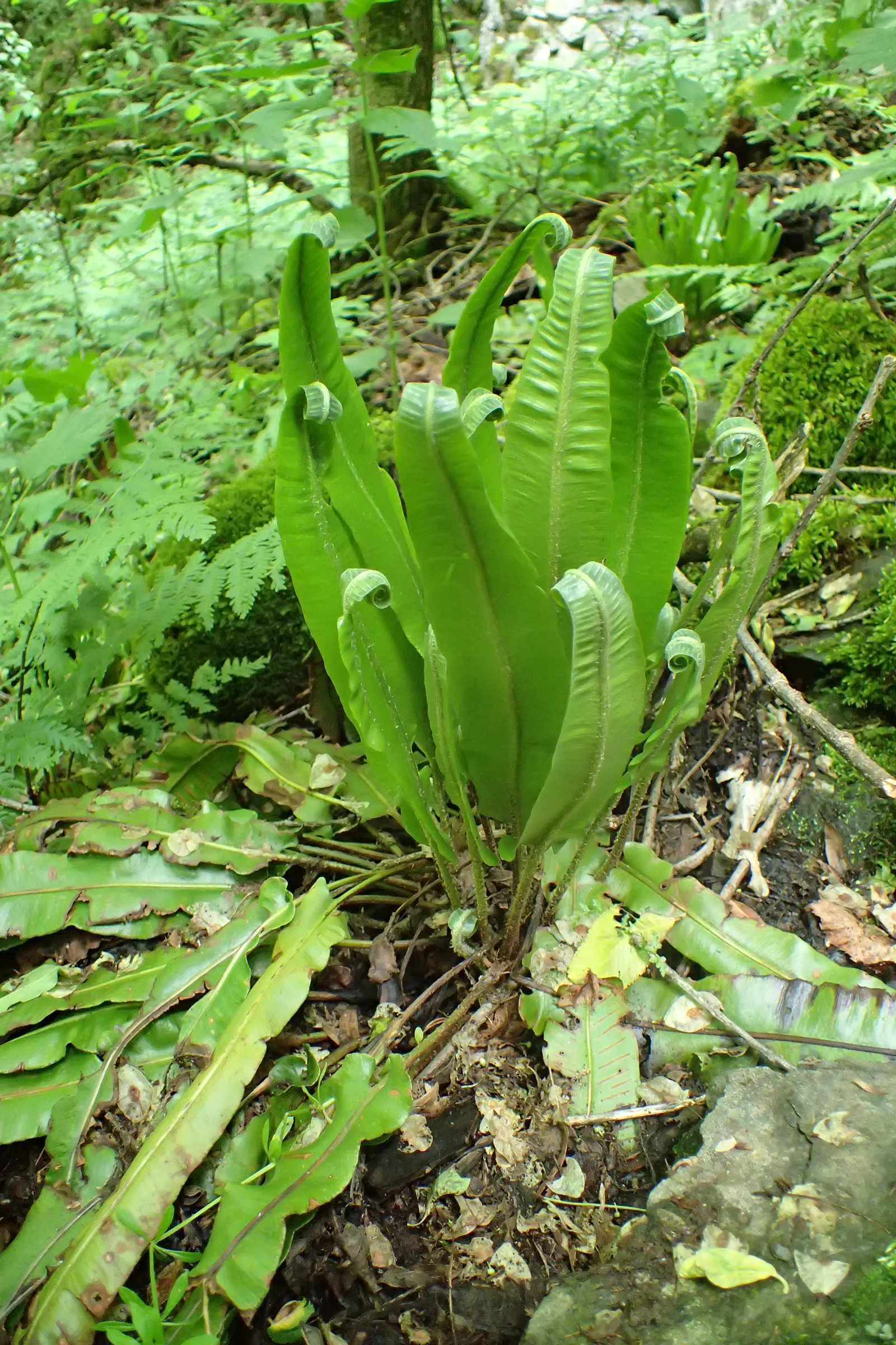 Hart's Tongue Fern (Asplenium Scolopendrium) — Incorporating this fern into a landscape provides exceptional textural contrast; they boast a, image 120