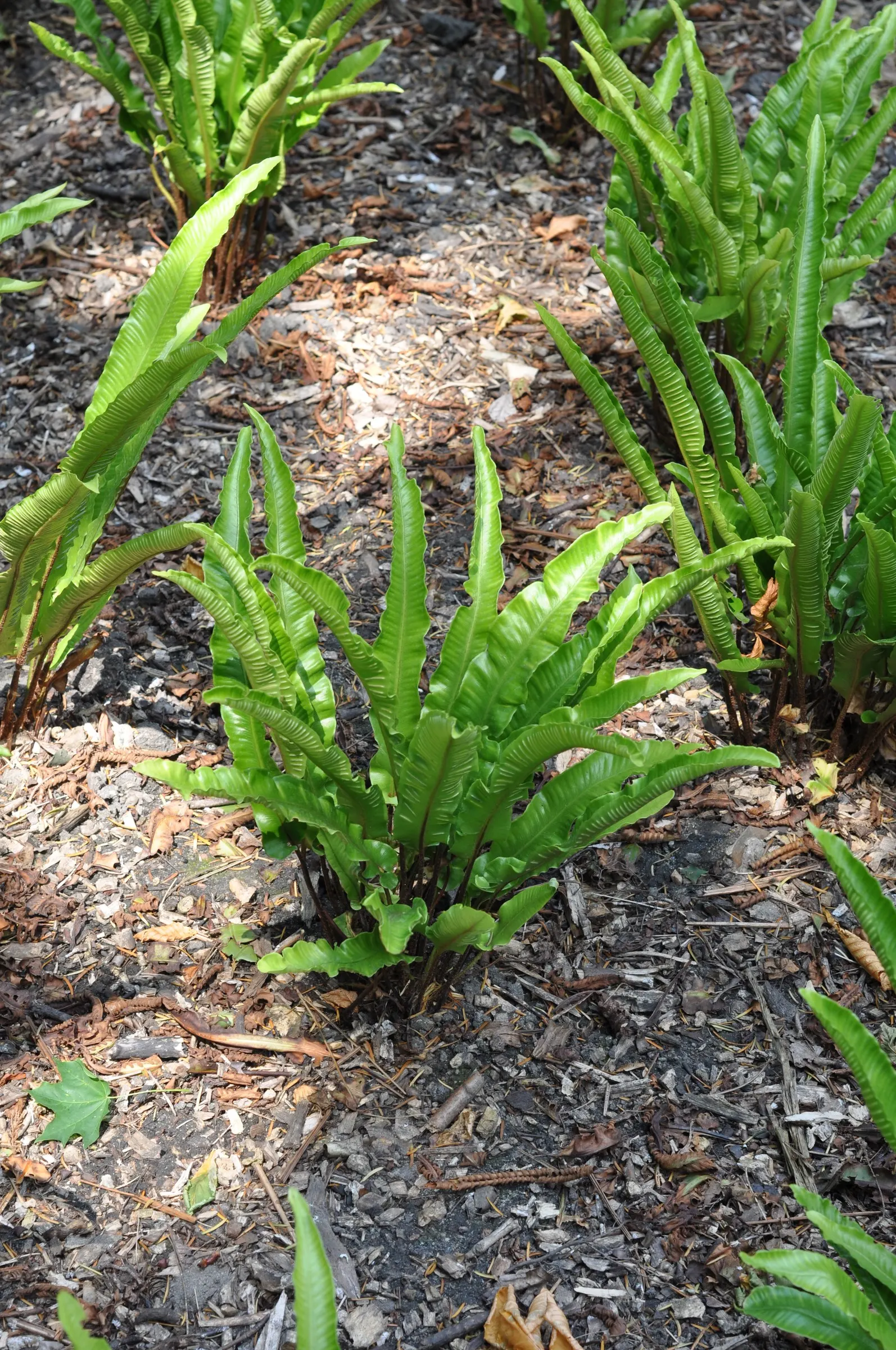 Hart's Tongue Fern (Asplenium Scolopendrium) — requiring protection from harsh afternoon sun; with only the removal of any tired or damaged fronds, image 68