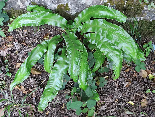 Hart's Tongue Fern (Asplenium Scolopendrium) — wavy-edged foliage adds texture and lush greenery to shaded gardens; especially when planted against, image 157