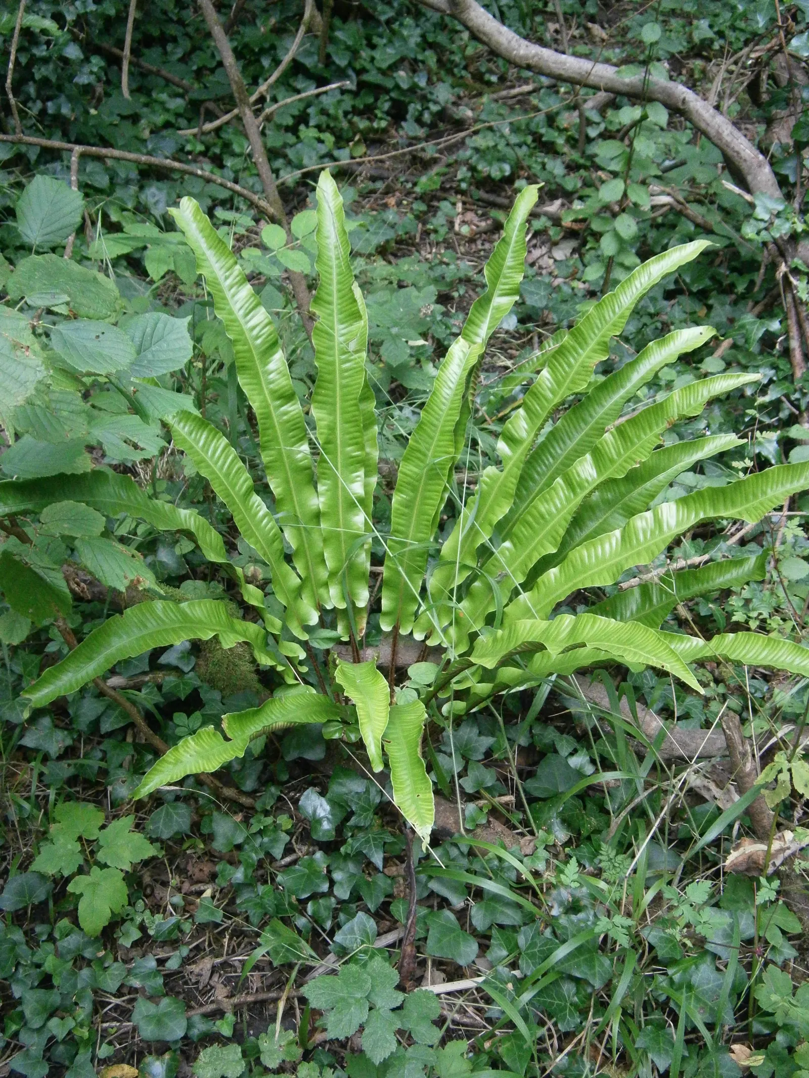 Hart's Tongue Fern (Asplenium Scolopendrium) — Along the back of each mature frond; incorporating this fern into a landscape provides exceptional, image 164