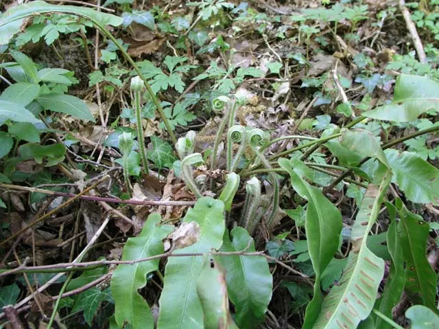 Hart's Tongue Fern (Asplenium Scolopendrium) — requiring protection from harsh afternoon sun; with only the removal of any tired or damaged fronds, image 93