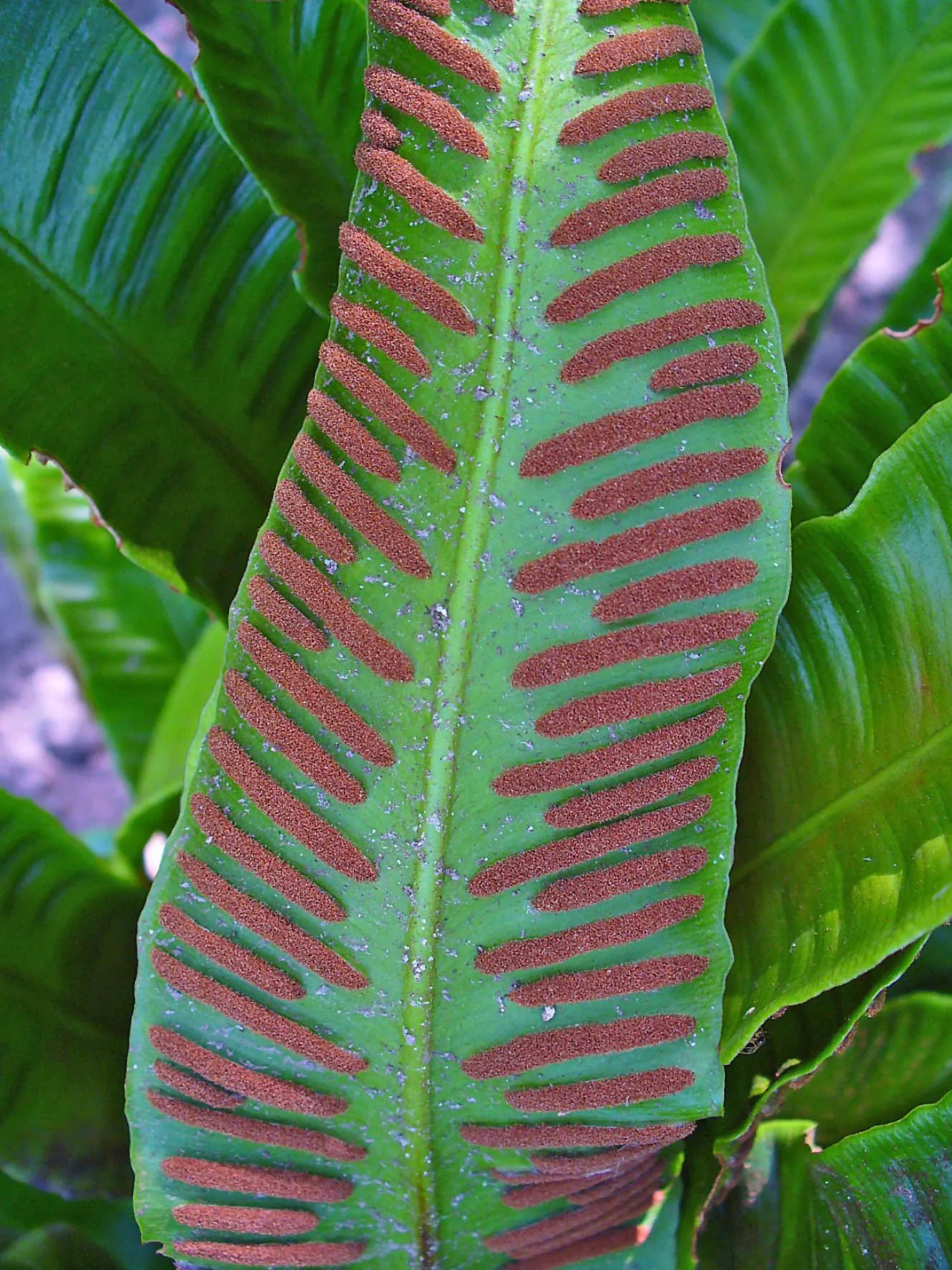 Hart's Tongue Fern (Asplenium Scolopendrium) — they boast a strap-like appearance; well-drained soil with a neutral to alkaline pH, image 87