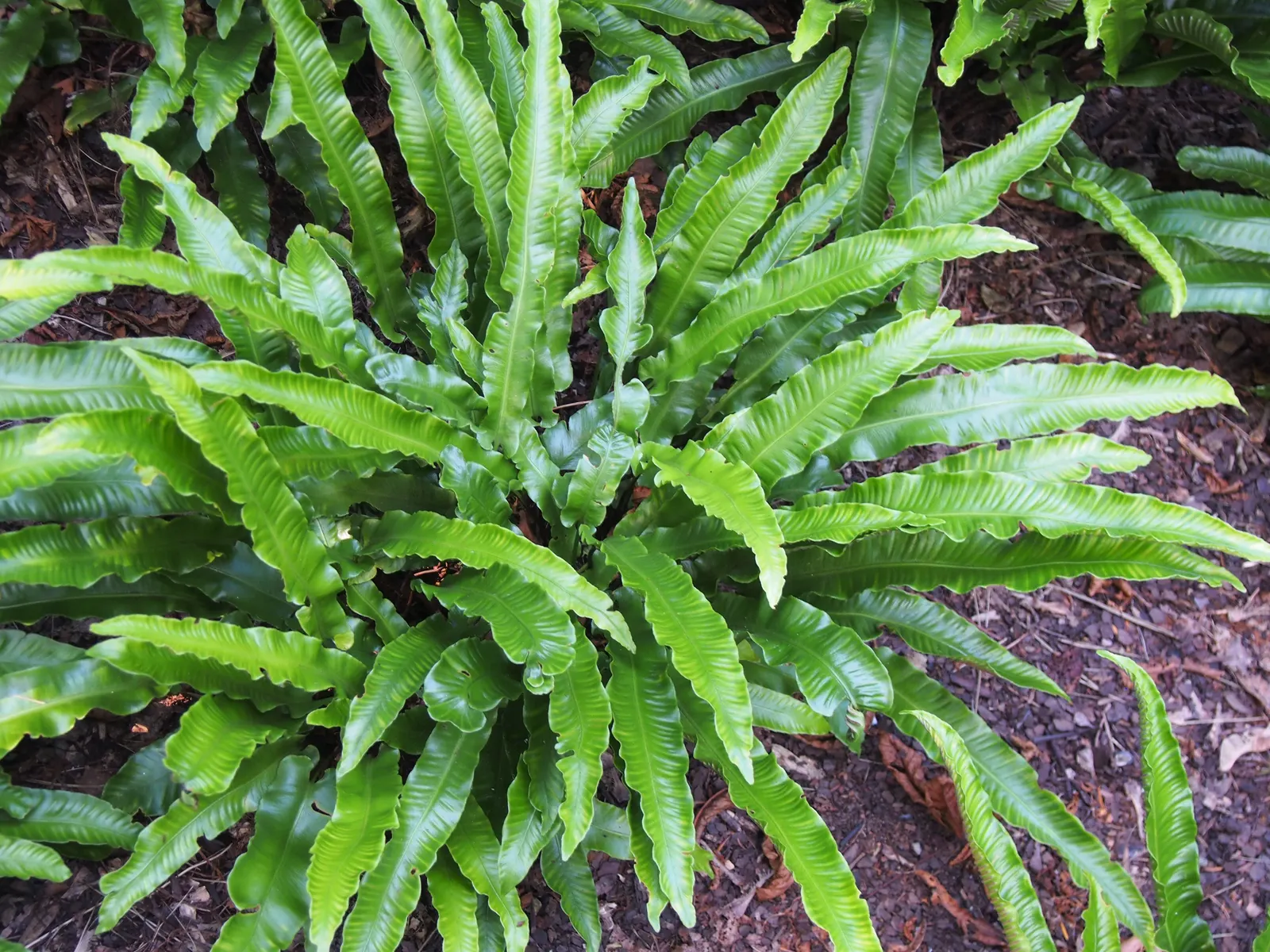 Hart's Tongue Fern (Asplenium Scolopendrium) — Thriving in USDA zones 5-8; fern for deep shade or half or shade, image 129