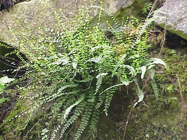 Hart's Tongue Fern (Asplenium Scolopendrium) — strap-like fronds that can reach 1-1.5 feet in length; requiring protection from harsh afternoon sun, image 103
