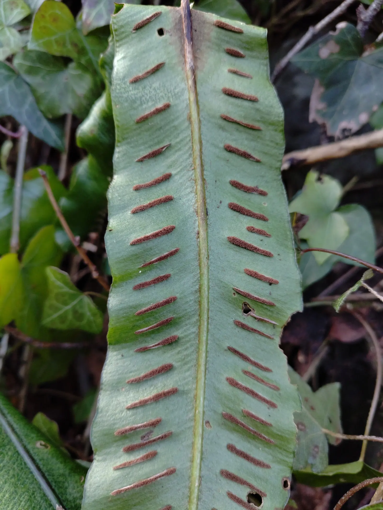 Hart's Tongue Fern (Asplenium Scolopendrium) — The Hart's Tongue Fern (Asplenium scolopendrium) is an evergreen perennial fern; thriving in USDA, image 51