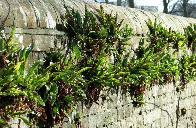 Hart's Tongue Fern (Asplenium Scolopendrium) — glossy fronds splay outwards like green tongues