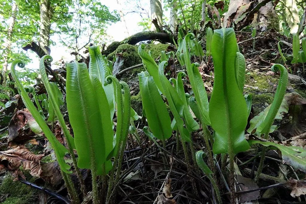 Hart's Tongue Fern (Asplenium Scolopendrium) — wavy-edged foliage adds texture and lush greenery to shaded gardens; especially when planted against coarser