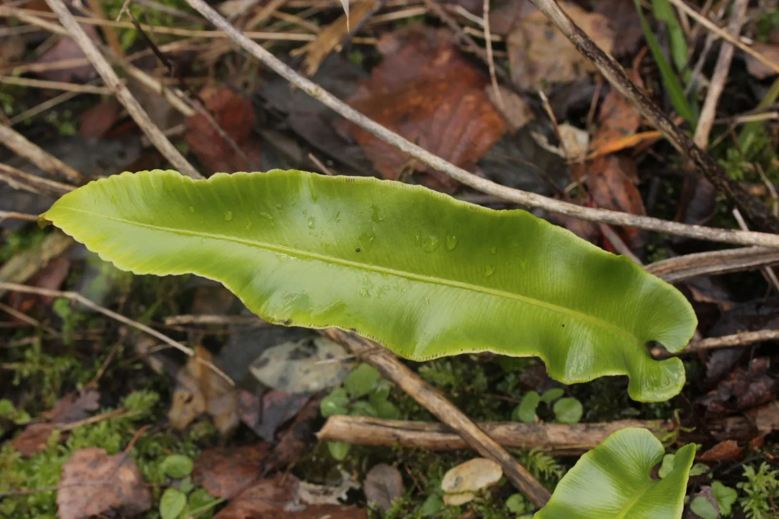 Hart's Tongue Fern (Asplenium Scolopendrium) — It prefers consistently moist, but not soggy, soil with good drainage and a slightly alkaline pH; it, image 169