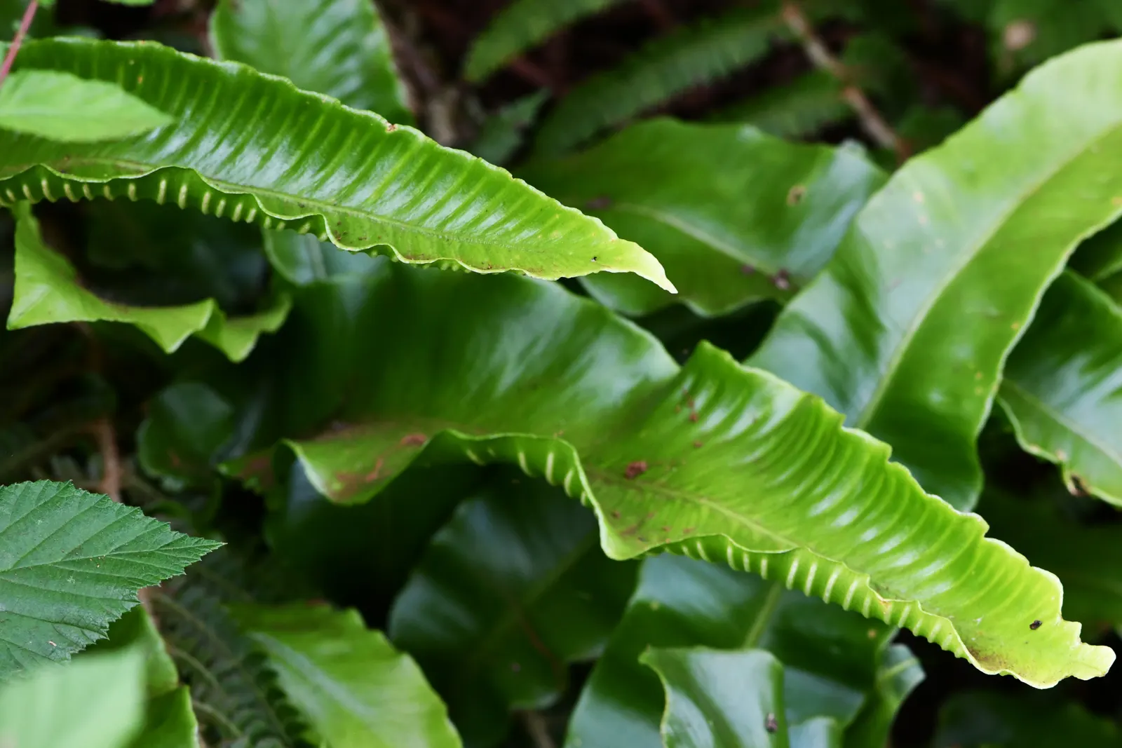 Hart's Tongue Fern (Asplenium Scolopendrium) — Thriving in USDA zones 5-8; fern for deep shade or half or shade, image 79