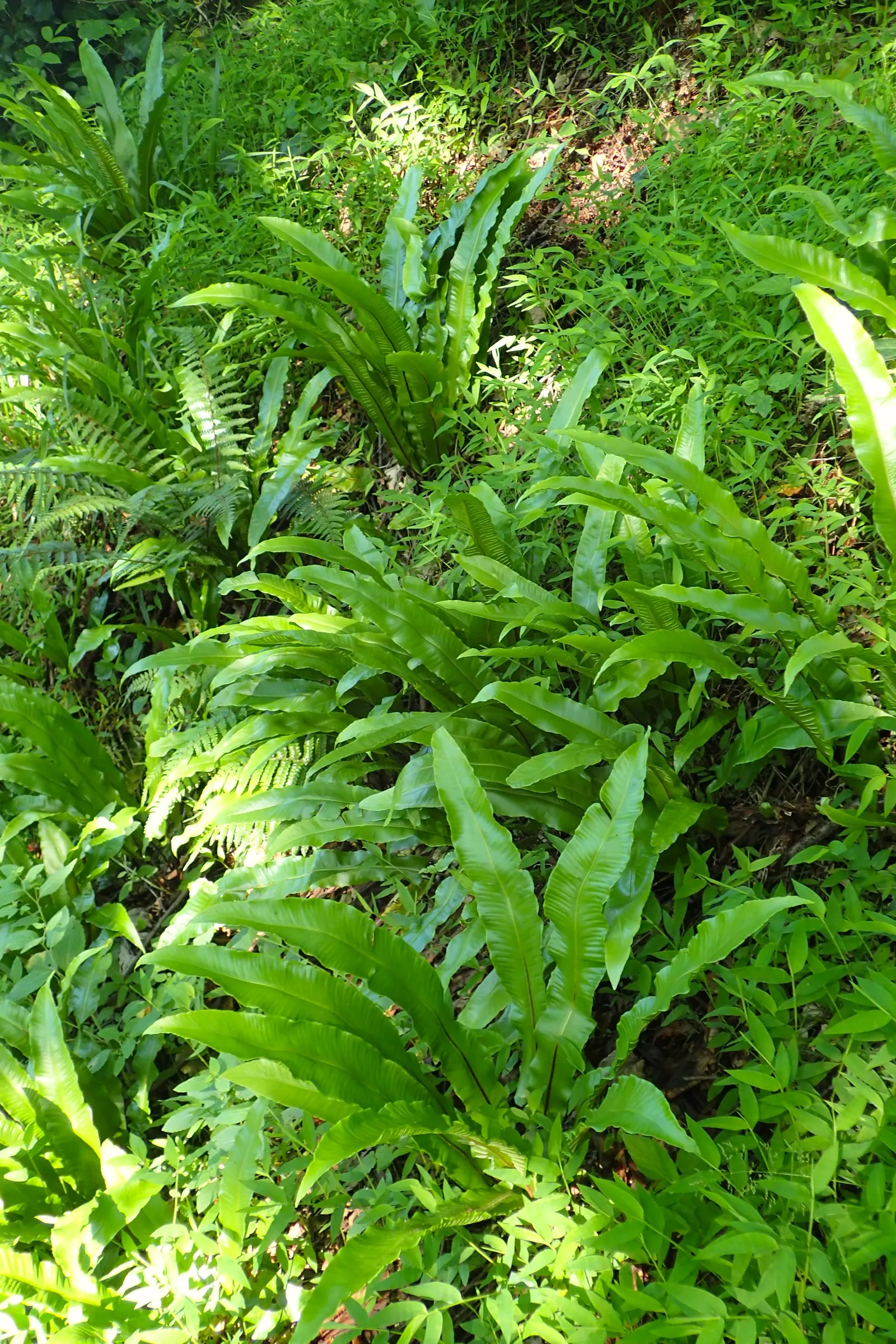 Hart's Tongue Fern (Asplenium Scolopendrium) — scolopendrium apart are its fronds - simple and undivided; scolopendrium as an ornamental candidate, image 111