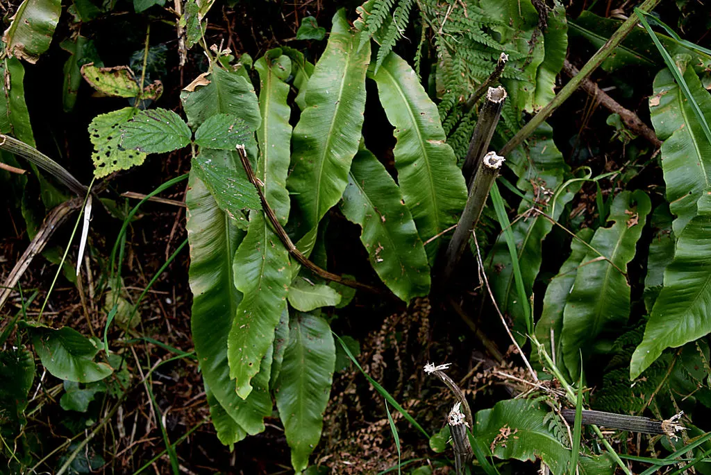 Hart's Tongue Fern (Asplenium Scolopendrium) — making it a striking choice for woodland settings and rock gardens; strap-like fronds that can reach, image 58