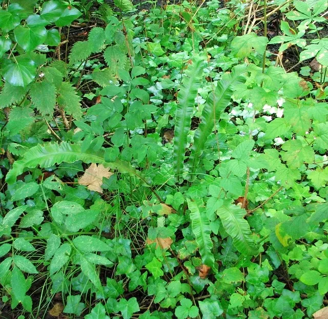 Hart's Tongue Fern (Asplenium Scolopendrium) — glossy fronds splay outwards like green tongues; typically reaching lengths of 10 to 18 inches, image 109
