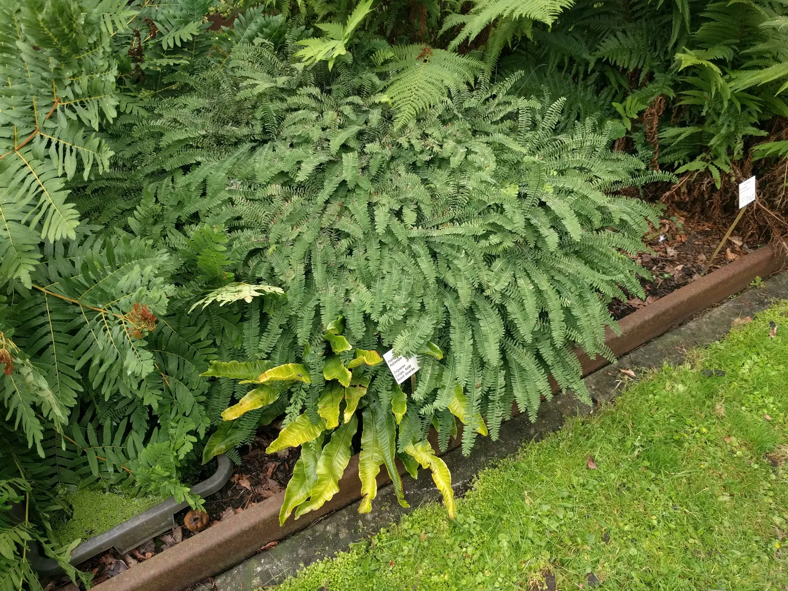 Hart's Tongue Fern (Asplenium Scolopendrium) — typically reaching lengths of 10 to 18 inches; <br><br>Hart's Tongue Fern favors USDA Hardiness, image 60