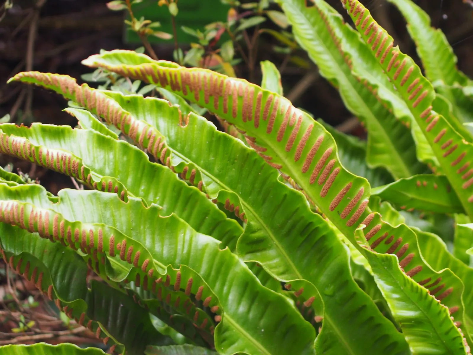 Hart's Tongue Fern (Asplenium Scolopendrium) — <br><br>This low-maintenance fern demands little once established - no routine pruning; the Hart's, image 147
