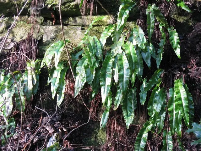 Hart's Tongue Fern (Asplenium Scolopendrium) — Along the back of each mature frond