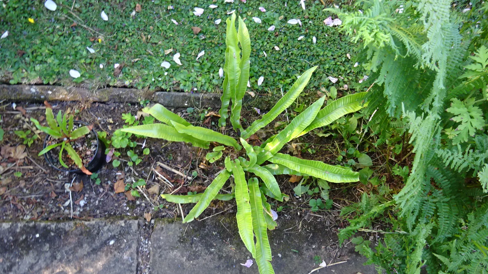 Hart's Tongue Fern (Asplenium Scolopendrium) — <br><br>This low-maintenance fern demands little once established - no routine pruning; the Hart's, image 172