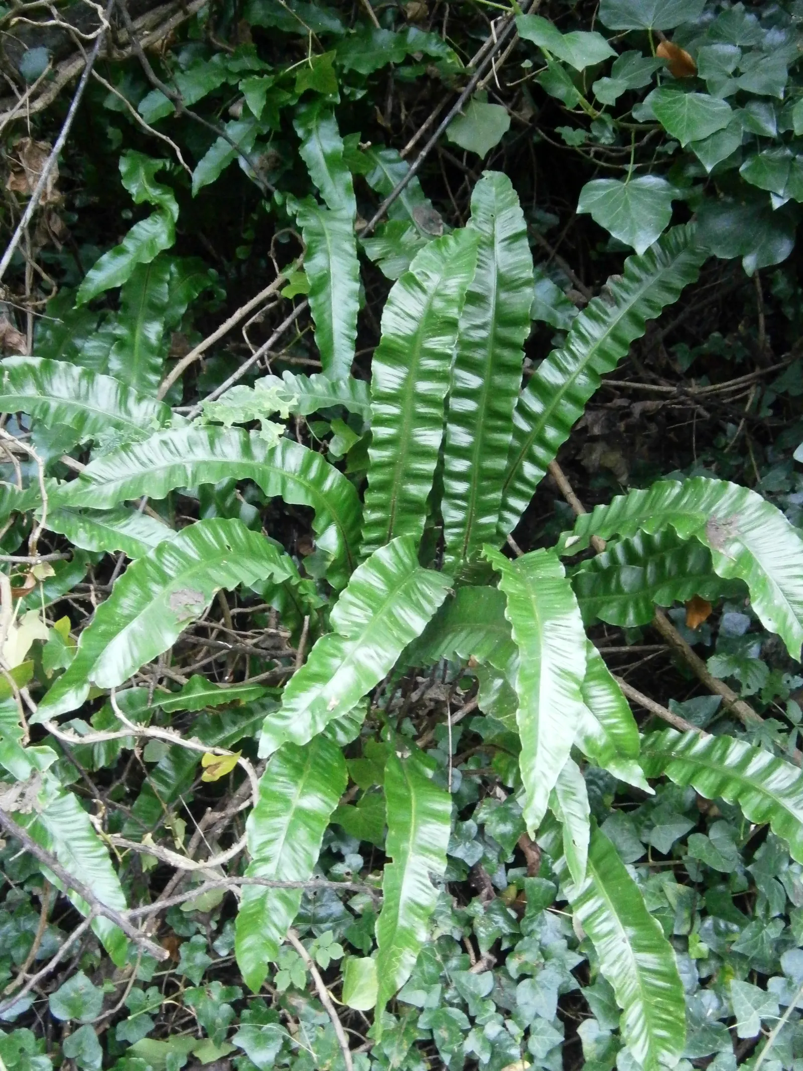 Hart's Tongue Fern (Asplenium Scolopendrium) — appreciated for its distinctive; scolopendrium apart are its fronds - simple and undivided, image 152