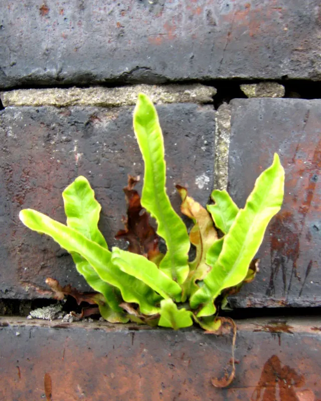 Hart's Tongue Fern (Asplenium Scolopendrium) — especially when planted against coarser ferns or as an accent in rock gardens; it prefers, image 146