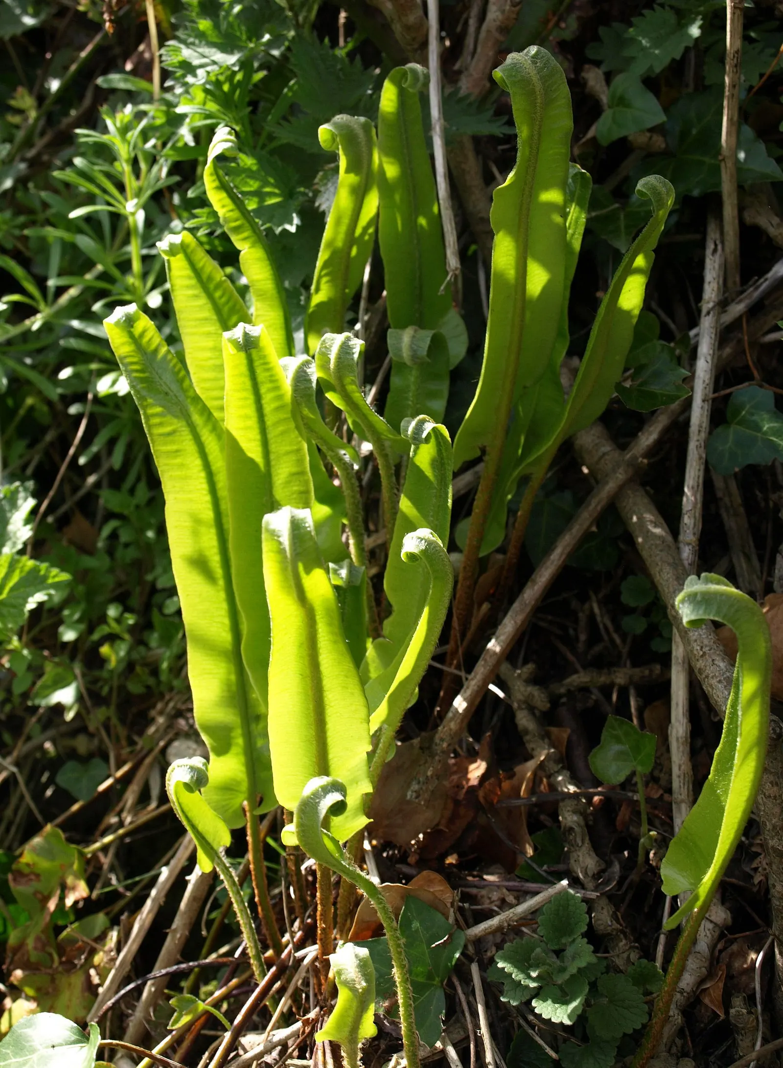 Hart's Tongue Fern (Asplenium Scolopendrium) — fern for deep shade or half or shade; <br><br>This low-maintenance fern demands little once established - no