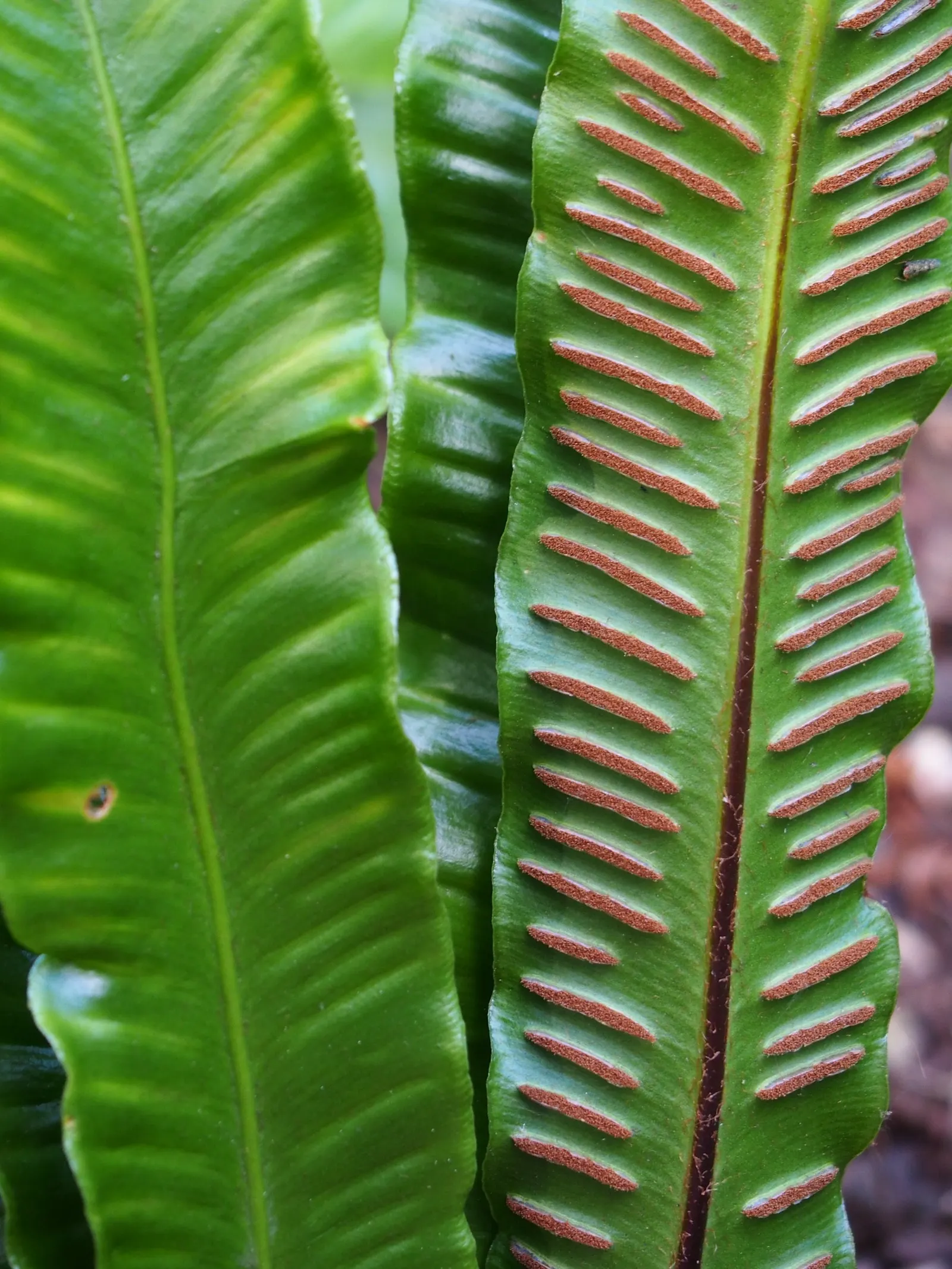 Hart's Tongue Fern (Asplenium Scolopendrium) — <br><br>This low-maintenance fern demands little once established - no routine pruning