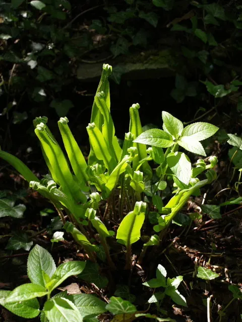 Hart's Tongue Fern (Asplenium Scolopendrium) — <br><br>This low-maintenance fern demands little once established - no routine pruning; the Hart's Tongue Fern