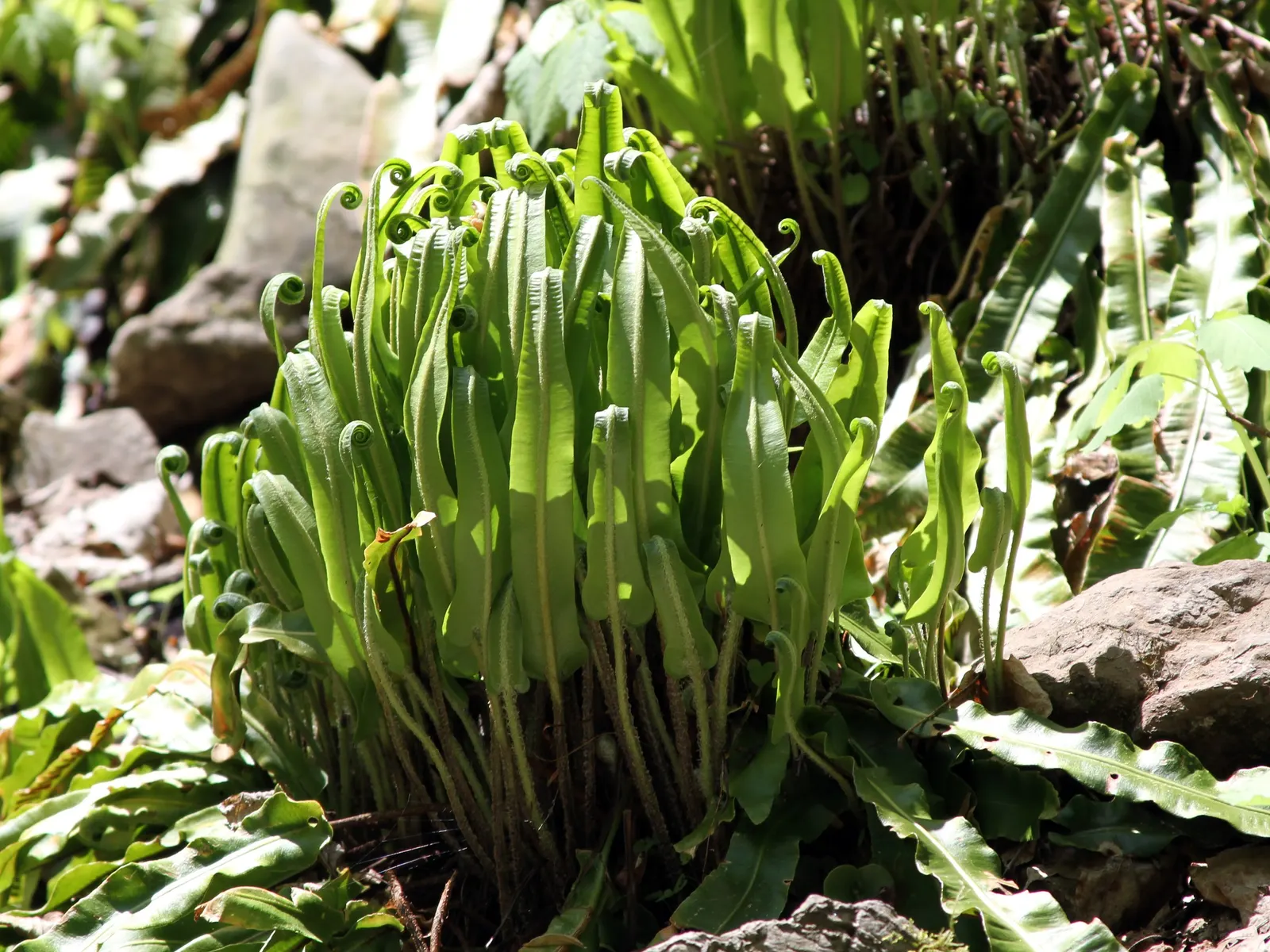 Hart's Tongue Fern (Asplenium Scolopendrium) — fern for deep shade or half or shade; <br><br>This low-maintenance fern demands little once, image 125