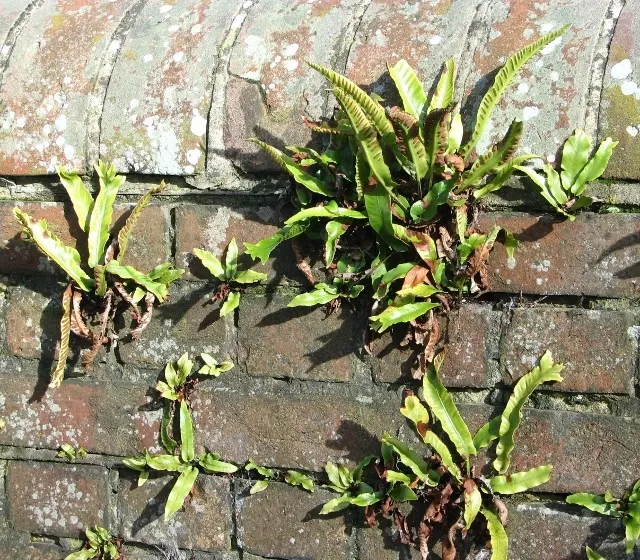 Hart's Tongue Fern (Asplenium Scolopendrium) — The Hart's Tongue Fern (Asplenium scolopendrium) is an evergreen perennial fern; thriving in USDA, image 176
