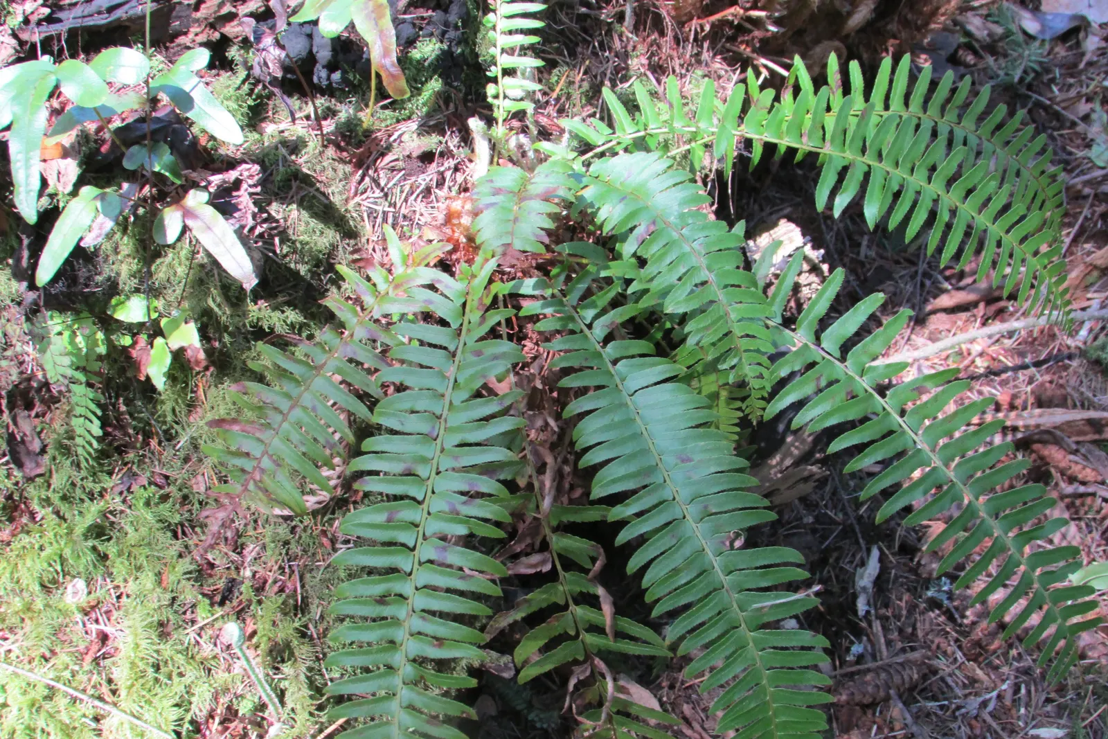 Hart's Tongue Fern (Asplenium Scolopendrium) — they boast a strap-like appearance; well-drained soil with a neutral to alkaline pH, image 62