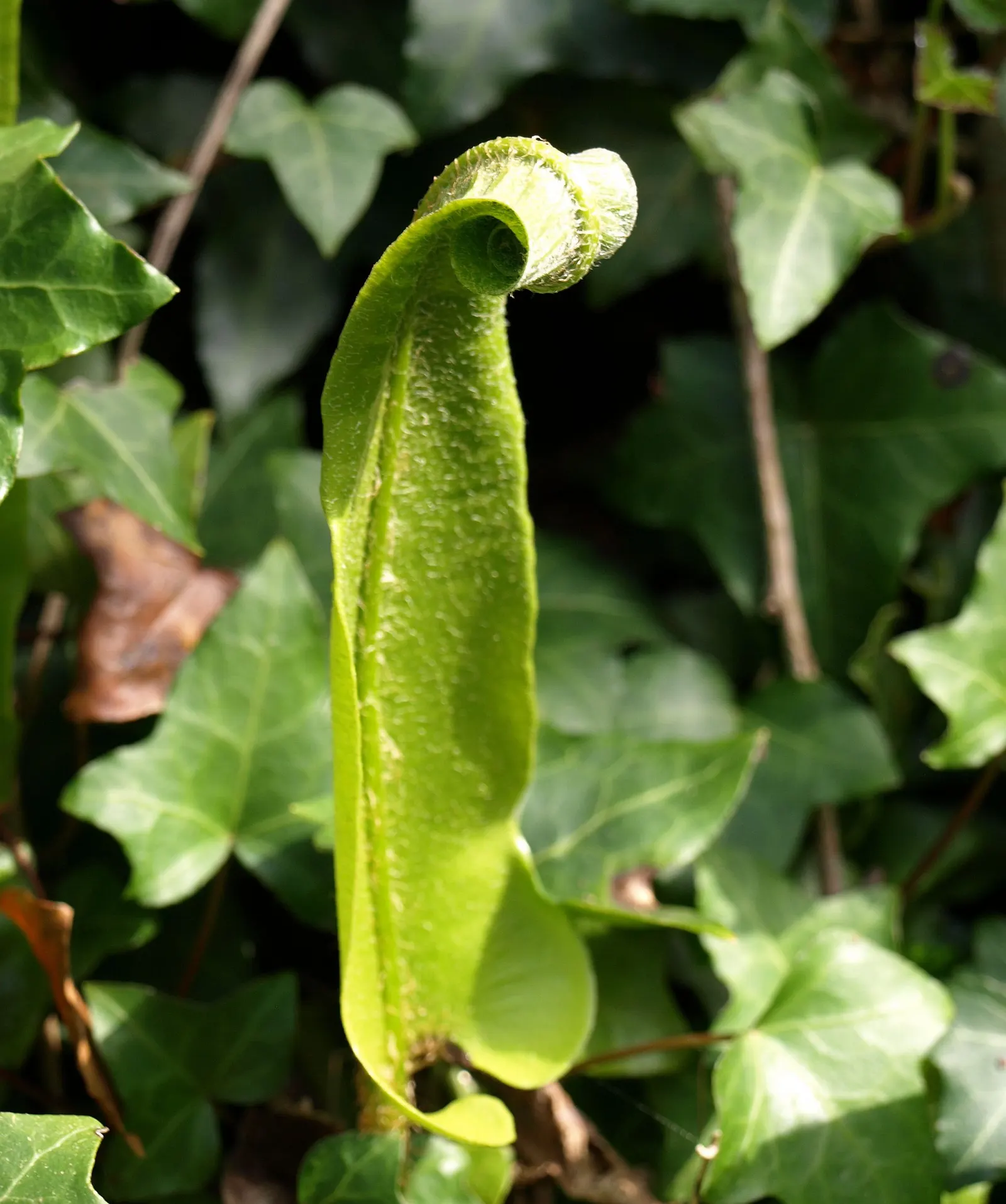 Hart's Tongue Fern (Asplenium Scolopendrium) — typically reaching lengths of 10 to 18 inches; <br><br>Hart's Tongue Fern favors USDA Hardiness, image 135