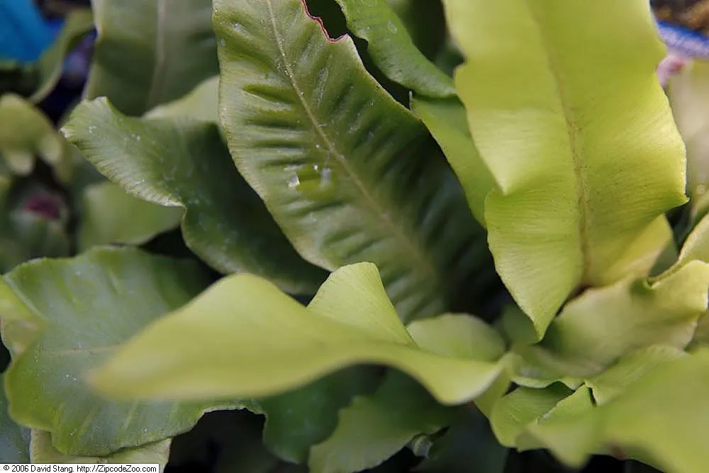 Hart's Tongue Fern (Asplenium Scolopendrium) — wavy-edged foliage adds texture and lush greenery to shaded gardens; especially when planted against, image 82