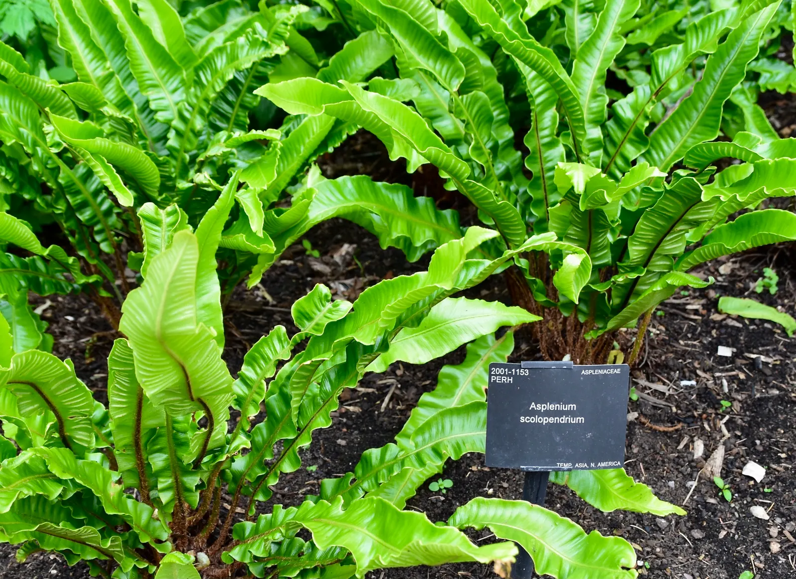 Hart's Tongue Fern (Asplenium Scolopendrium) — sori form a herringbone pattern; appreciated for its distinctive, image 140