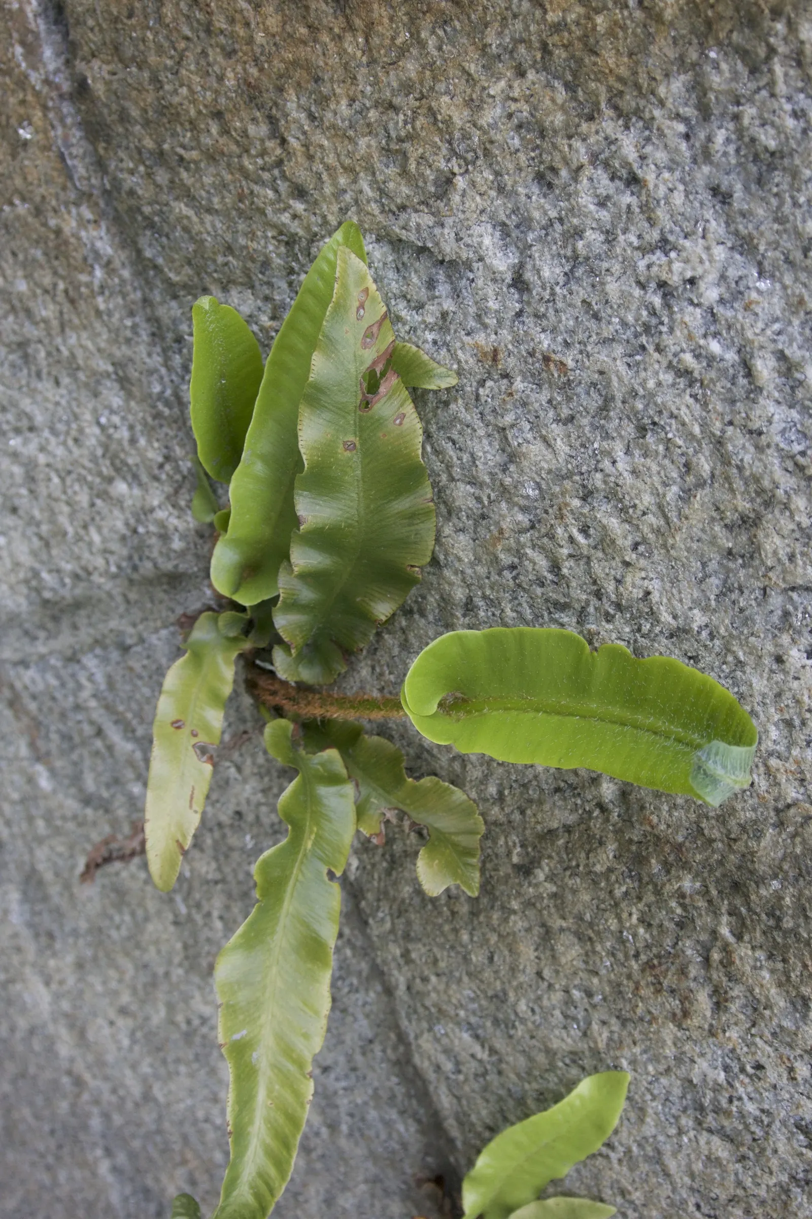 Hart's Tongue Fern (Asplenium Scolopendrium) — It prefers consistently moist, but not soggy, soil with good drainage and a slightly alkaline pH; it, image 94