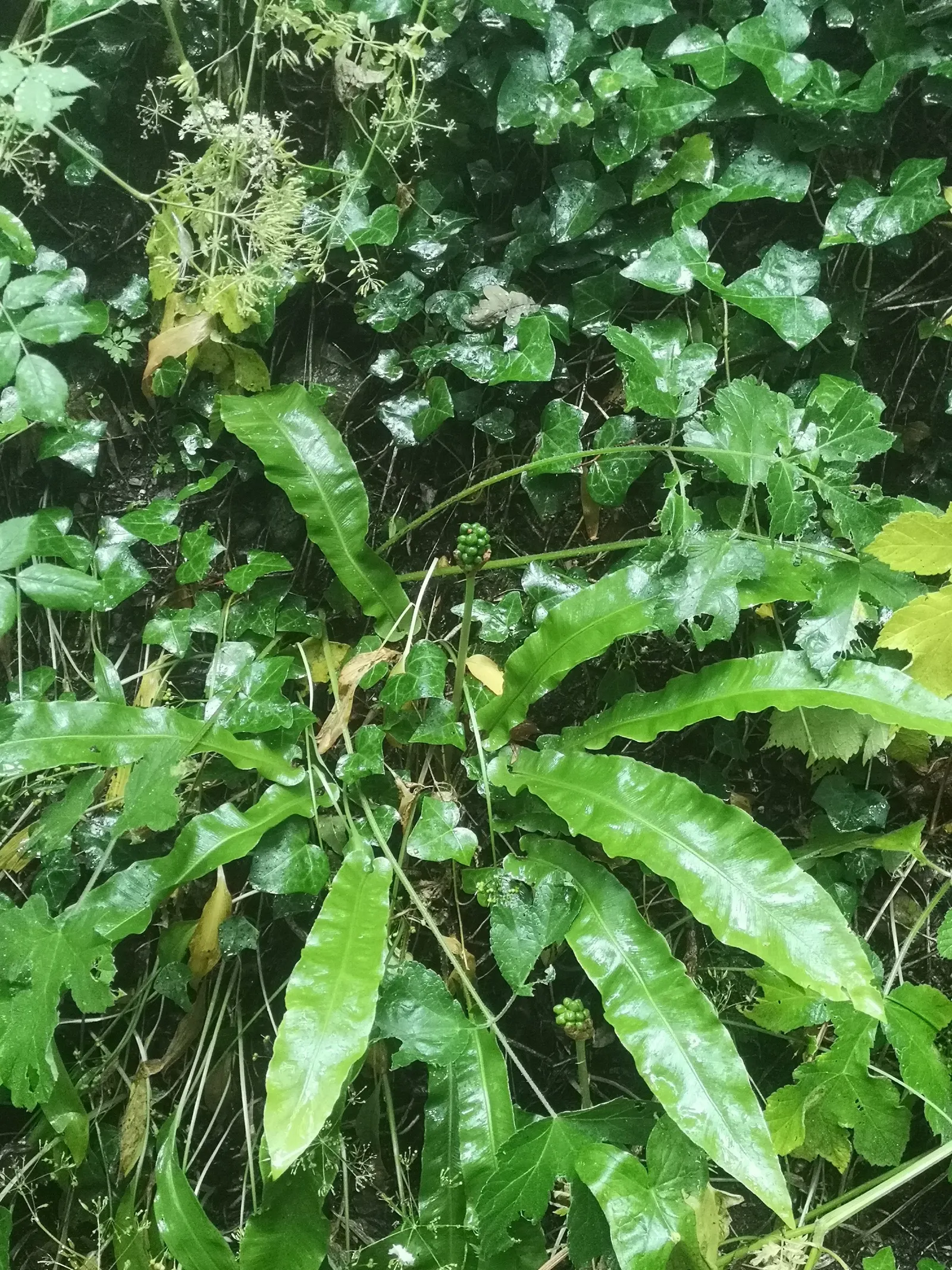 Hart's Tongue Fern (Asplenium Scolopendrium) — requiring protection from harsh afternoon sun; with only the removal of any tired or damaged fronds, image 143