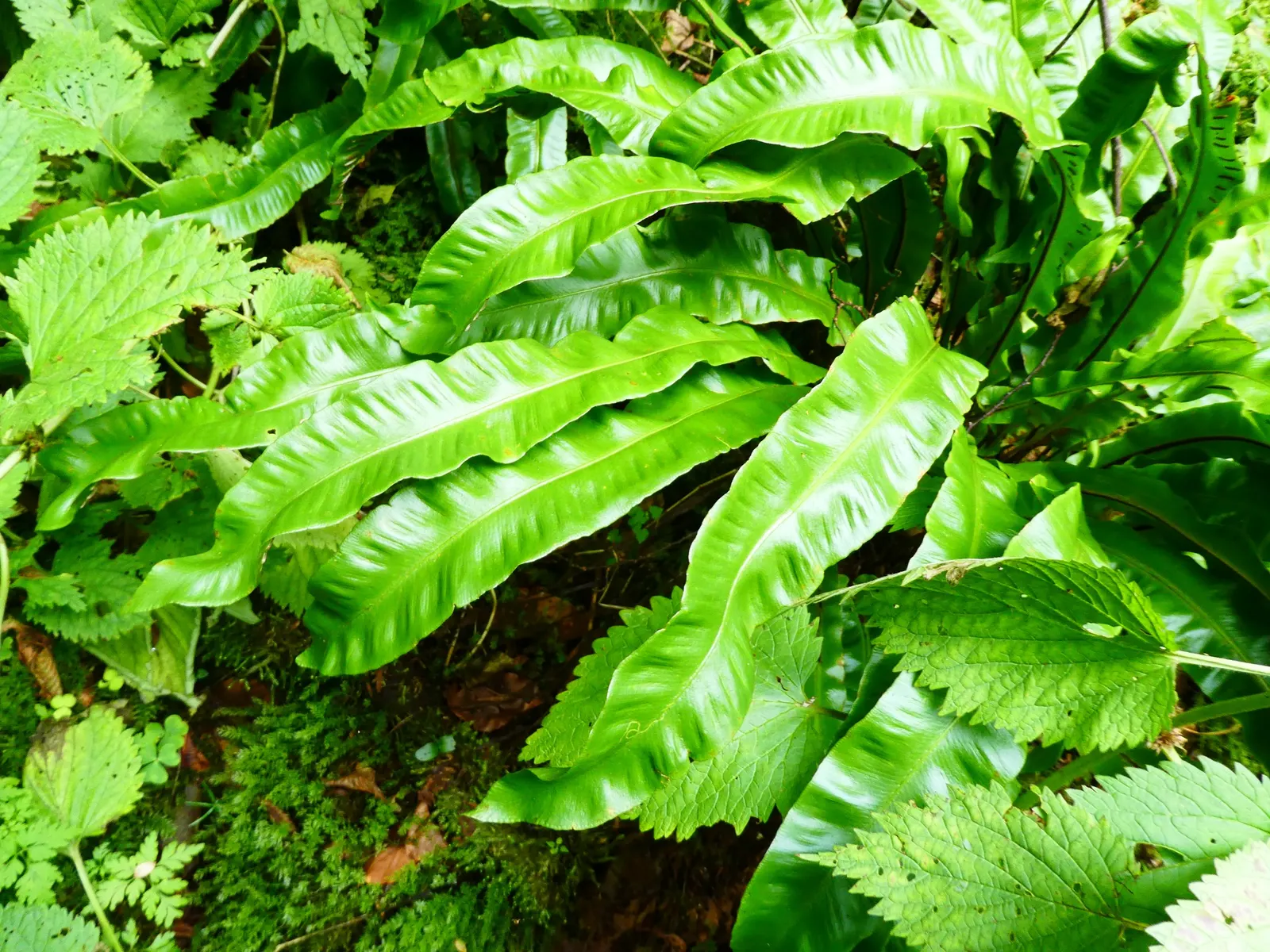 Hart's Tongue Fern (Asplenium Scolopendrium) — sori form a herringbone pattern; appreciated for its distinctive, image 165