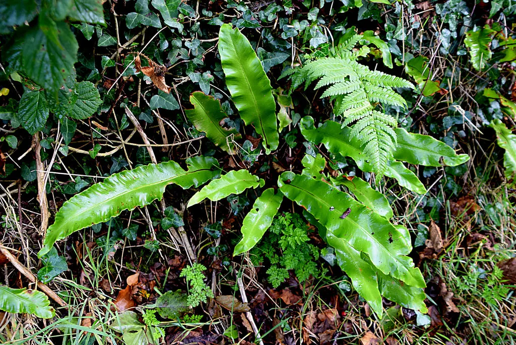 Hart's Tongue Fern (Asplenium Scolopendrium) — a feature contrasting with the more intricately divided leaves of most other fern species, image 63