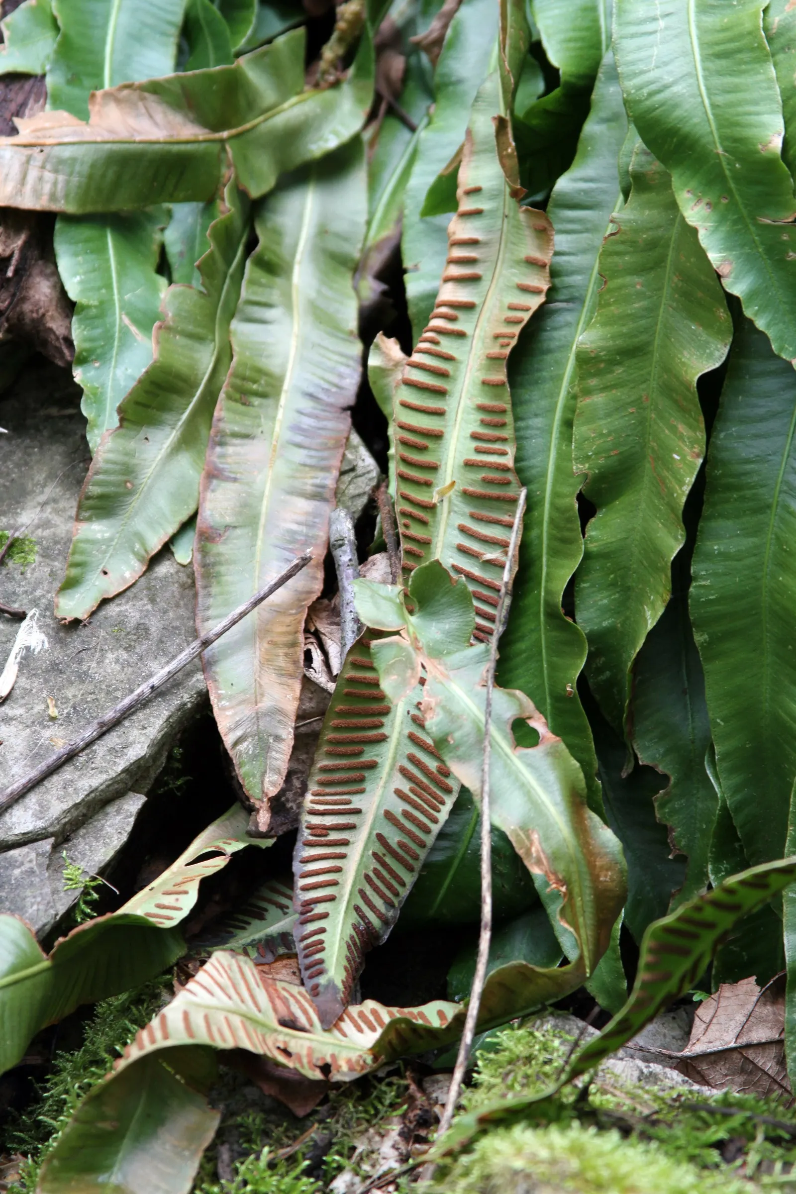 Hart's Tongue Fern (Asplenium Scolopendrium) — requiring protection from harsh afternoon sun