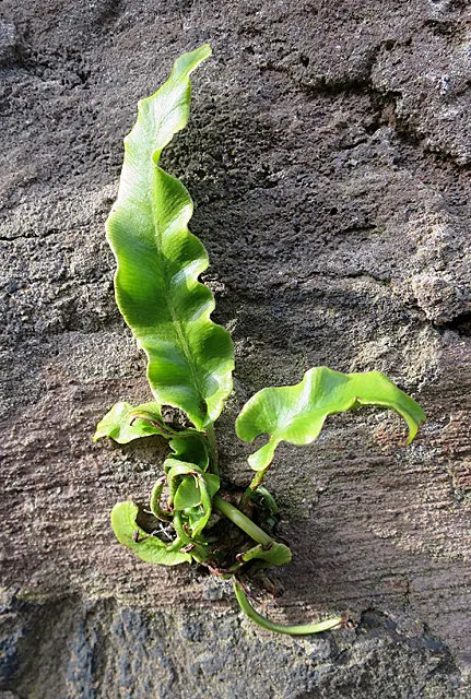 Hart's Tongue Fern (Asplenium Scolopendrium) — appreciated for its distinctive