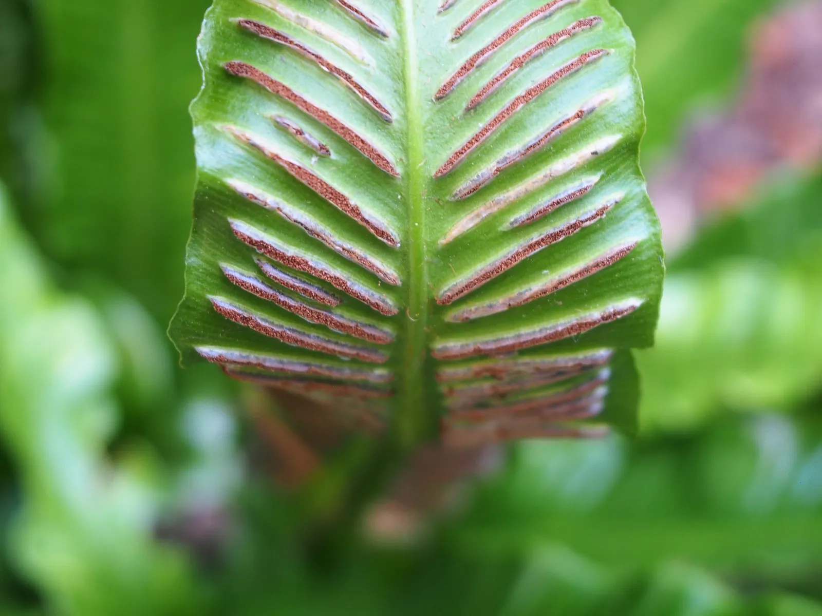 Hart's Tongue Fern (Asplenium Scolopendrium) — making it a striking choice for woodland settings and rock gardens; strap-like fronds that can reach, image 108