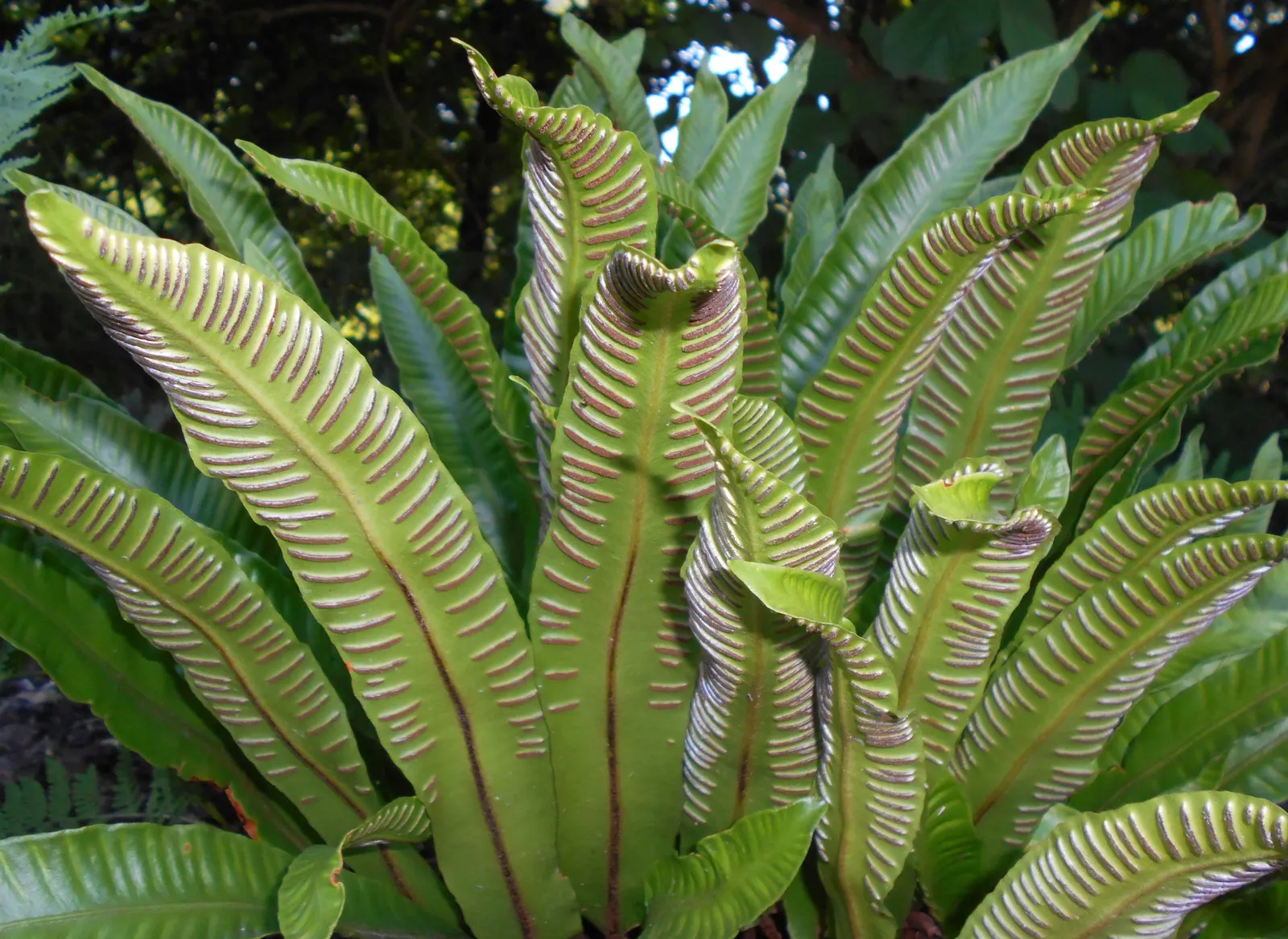 Hart's Tongue Fern (Asplenium Scolopendrium) — Incorporating this fern into a landscape provides exceptional textural contrast; they boast a strap-like