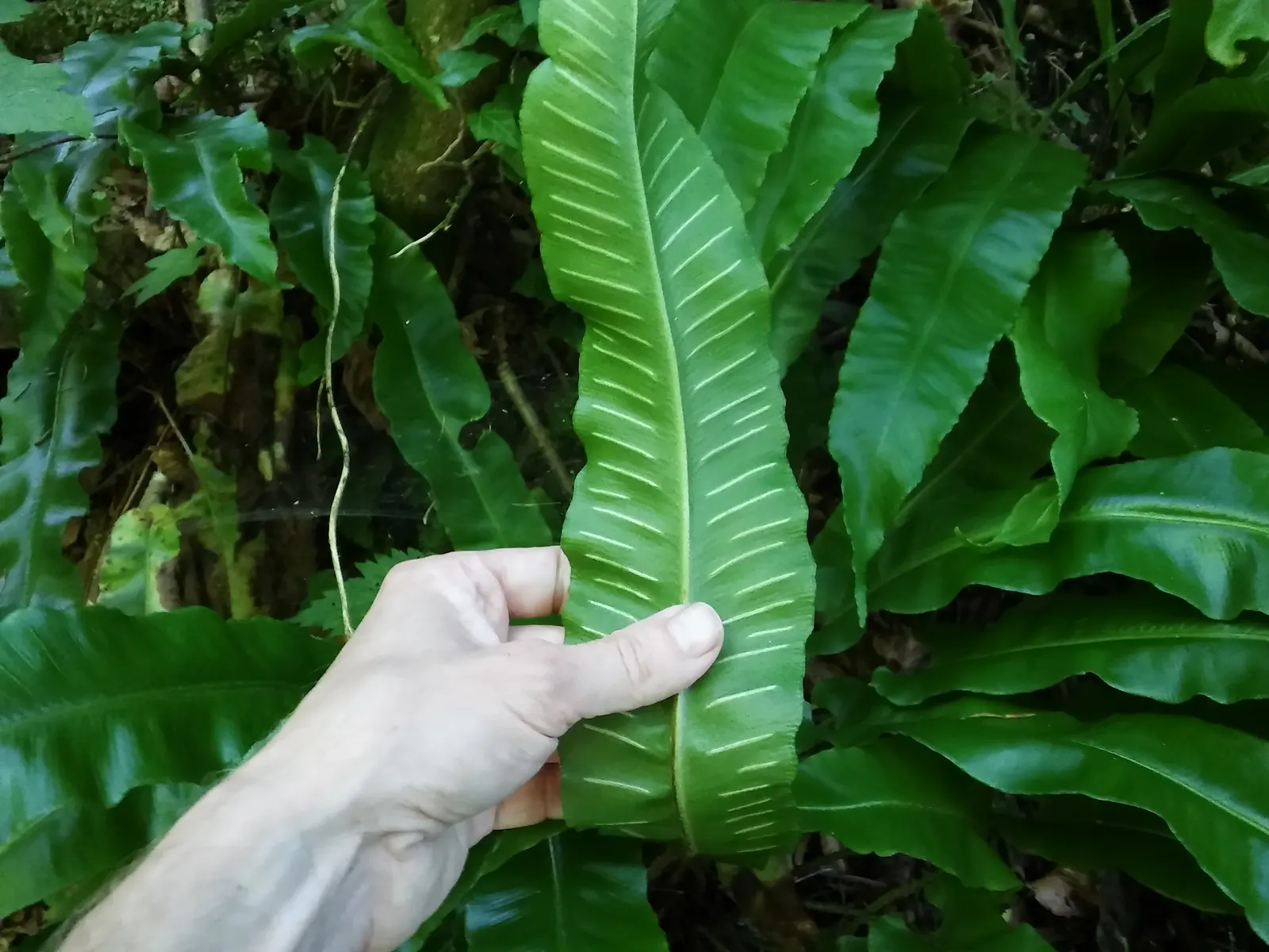 Hart's Tongue Fern (Asplenium Scolopendrium) — with only the removal of any tired or damaged fronds as needed; making it a striking choice for, image 98