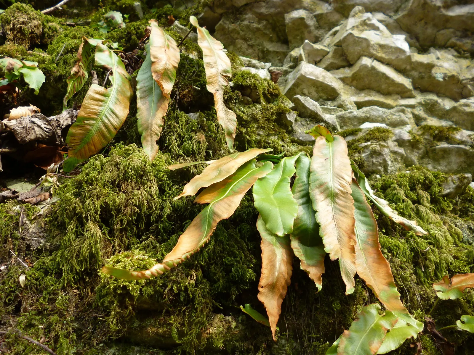Hart's Tongue Fern (Asplenium Scolopendrium) — they boast a strap-like appearance