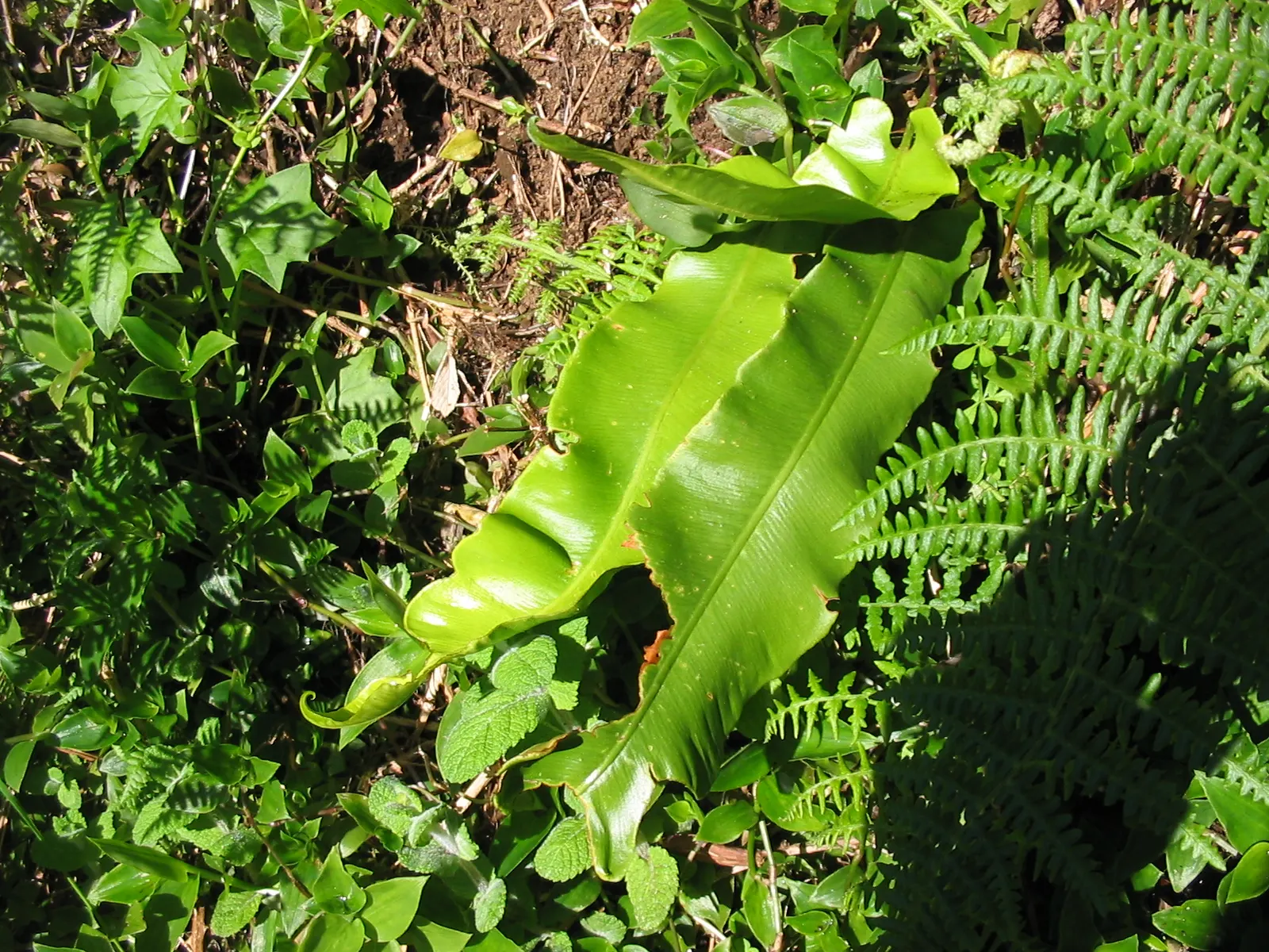 Hart's Tongue Fern (Asplenium Scolopendrium) — strap-like fronds that can reach 1-1.5 feet in length; requiring protection from harsh afternoon sun, image 178