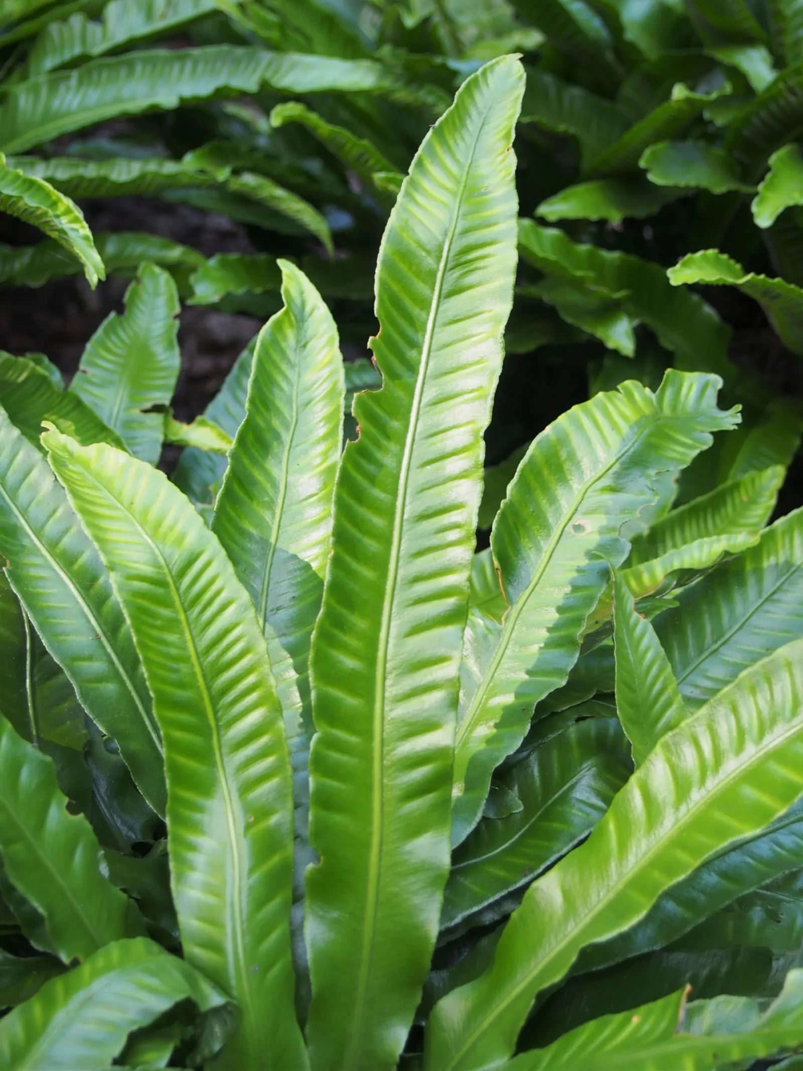 Hart's Tongue Fern (Asplenium Scolopendrium) — a feature contrasting with the more intricately divided leaves of most other fern species, image 88