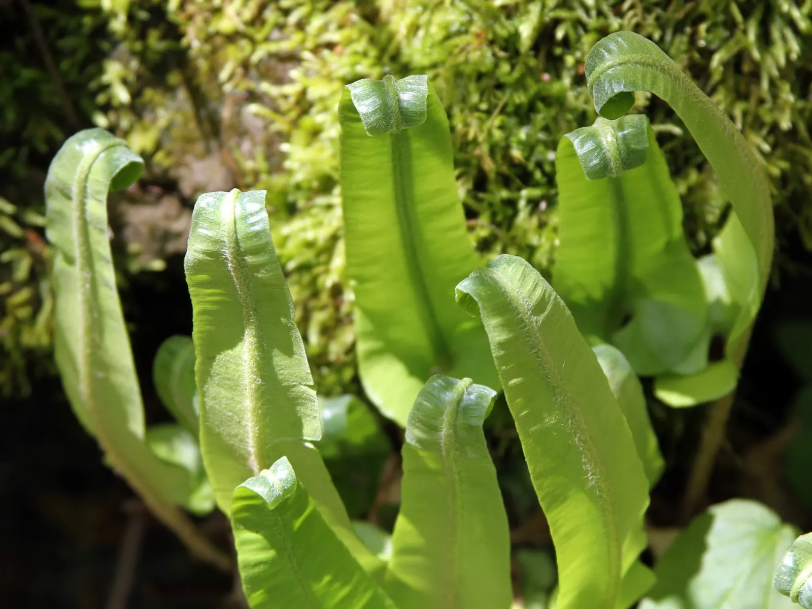 Hart's Tongue Fern (Asplenium Scolopendrium) — Thriving in USDA zones 5-8; fern for deep shade or half or shade