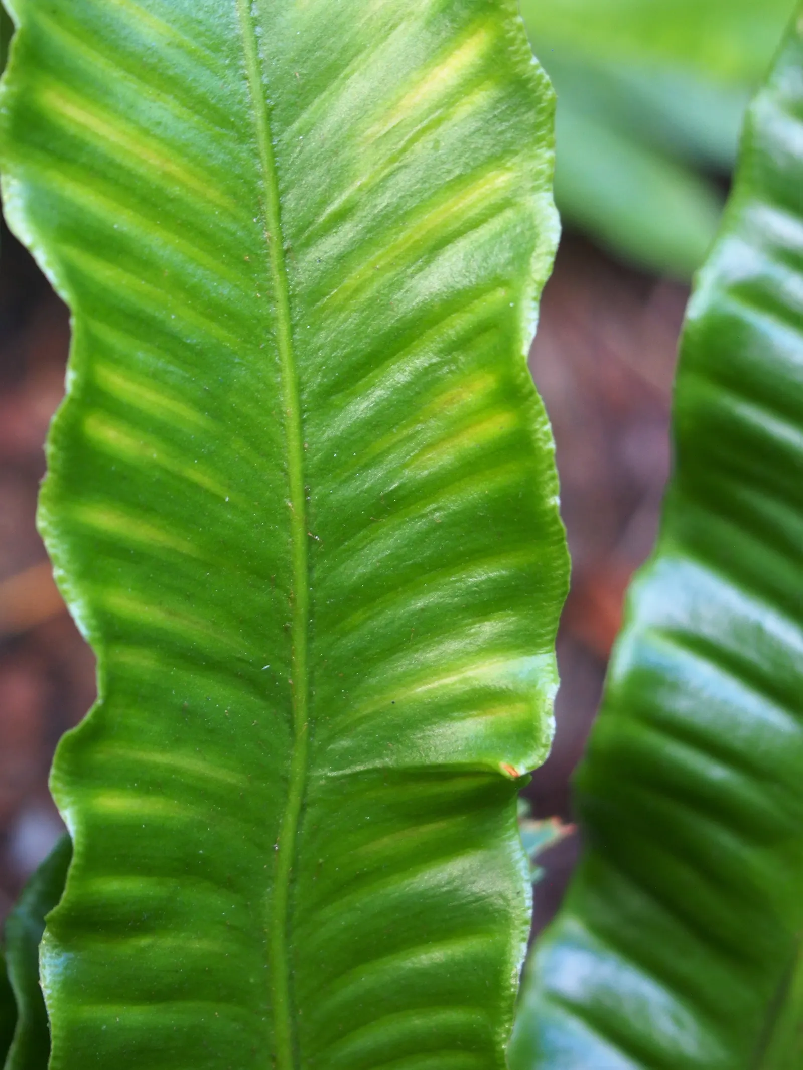 Hart's Tongue Fern (Asplenium Scolopendrium) — with only the removal of any tired or damaged fronds as needed; making it a striking choice for, image 123