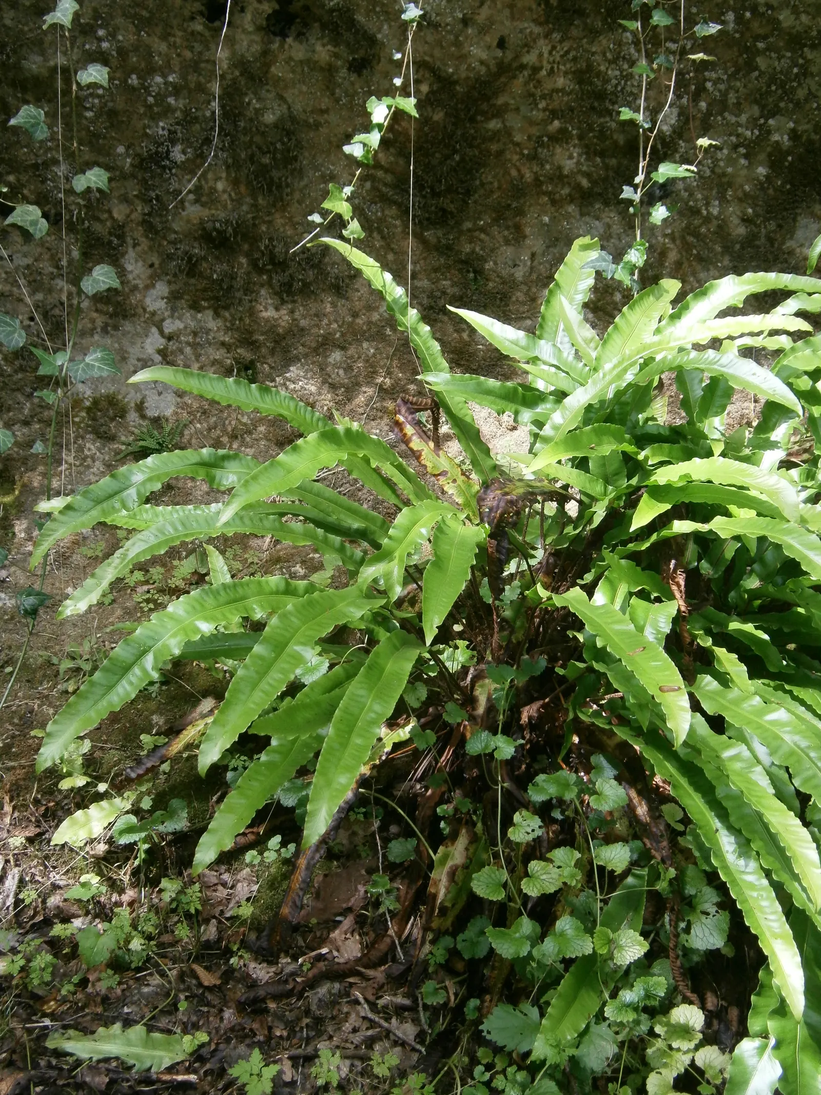 Hart's Tongue Fern (Asplenium Scolopendrium) — The Hart's Tongue Fern (Asplenium scolopendrium) is an evergreen perennial fern; thriving in USDA zones 5-8