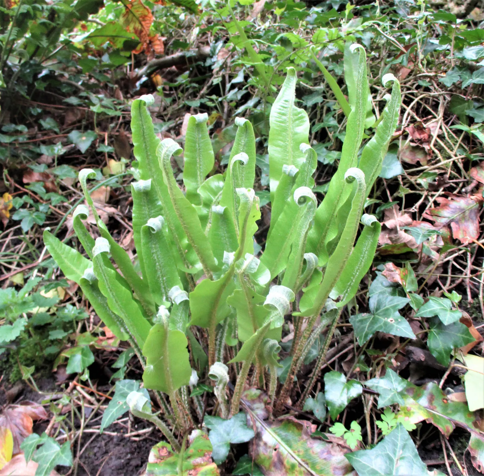 Hart's Tongue Fern (Asplenium Scolopendrium) — fern for deep shade or half or shade; <br><br>This low-maintenance fern demands little once, image 175