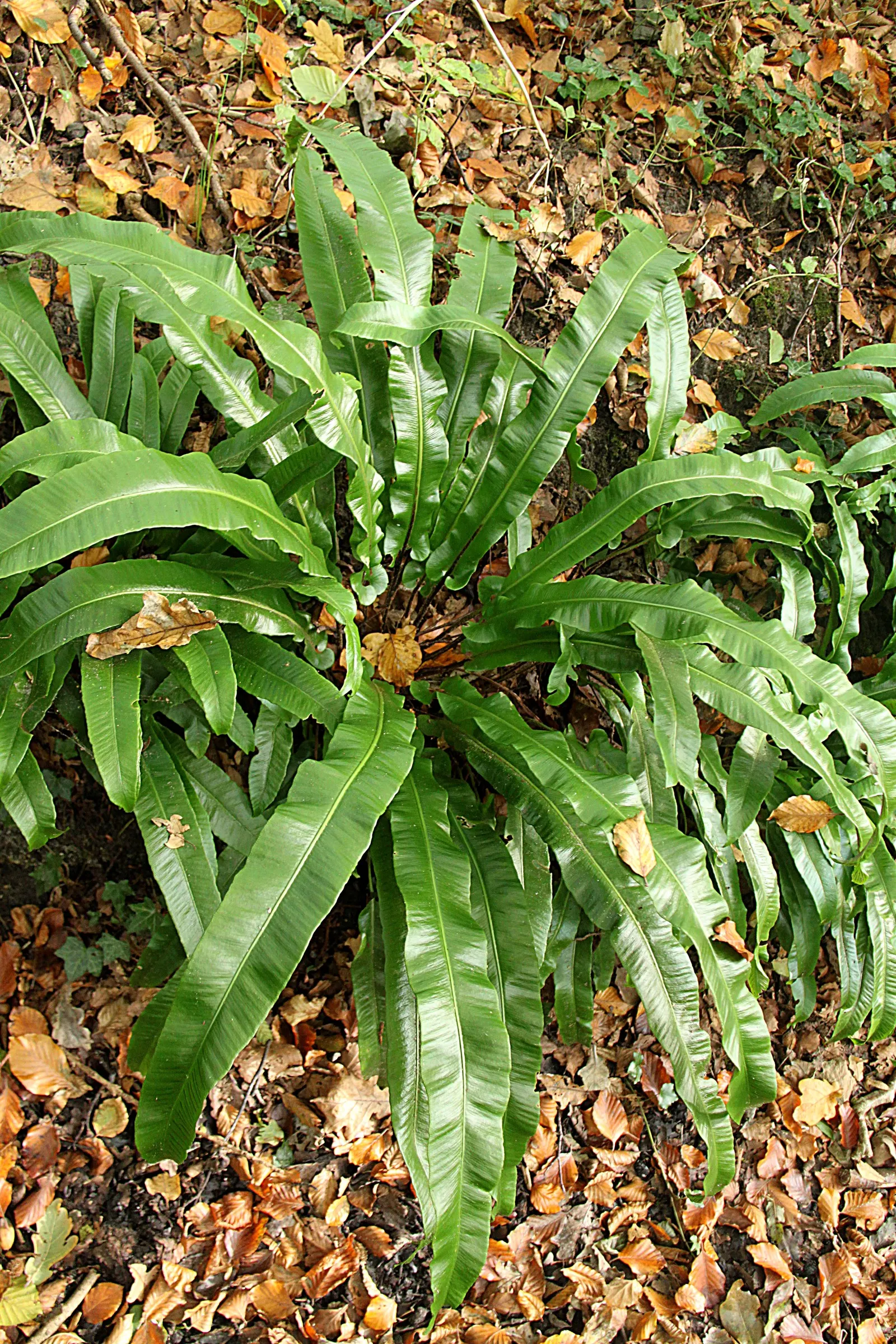 Hart's Tongue Fern (Asplenium Scolopendrium) — scolopendrium apart are its fronds - simple and undivided; scolopendrium as an ornamental candidate, image 61