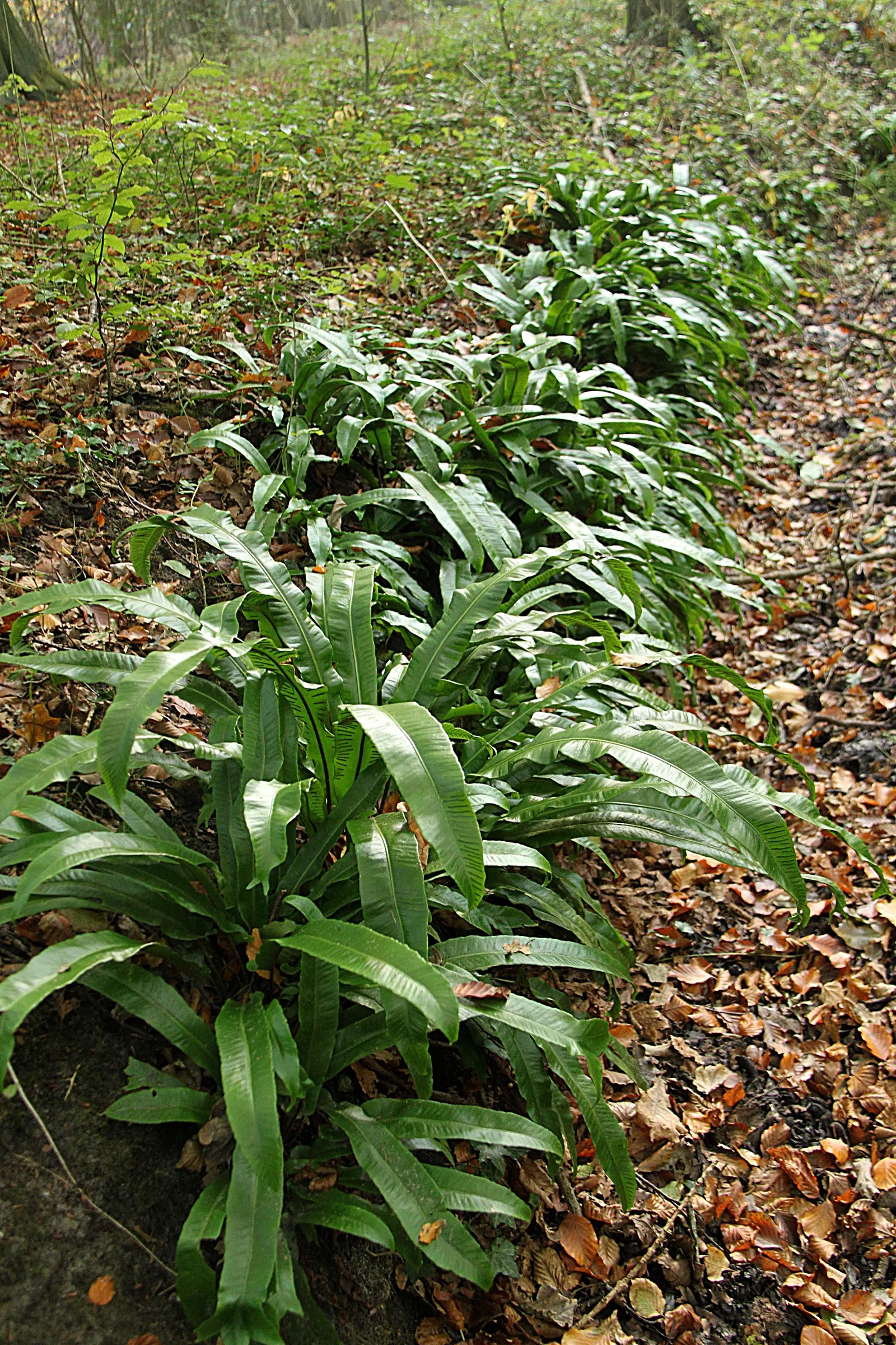 Hart's Tongue Fern (Asplenium Scolopendrium) — it prefers partial to full shade and moist; wavy-edged foliage adds texture and lush greenery to, image 155